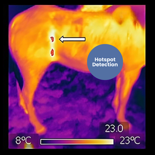 TrueScan — AI Thermal Inflammation Detector